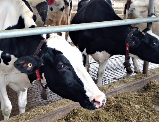 Sherbrooke territoire agricole